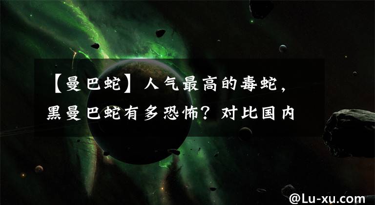 【曼巴蛇】人气最高的毒蛇，黑曼巴蛇有多恐怖？对比国内眼镜王蛇谁更强？