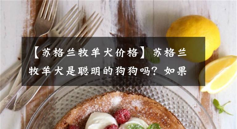 【苏格兰牧羊犬价格】苏格兰牧羊犬是聪明的狗狗吗？如果你也有这个疑问...