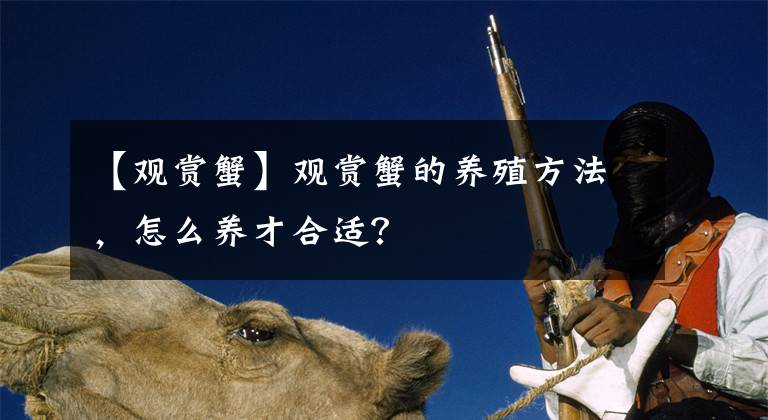 【观赏蟹】观赏蟹的养殖方法，怎么养才合适？