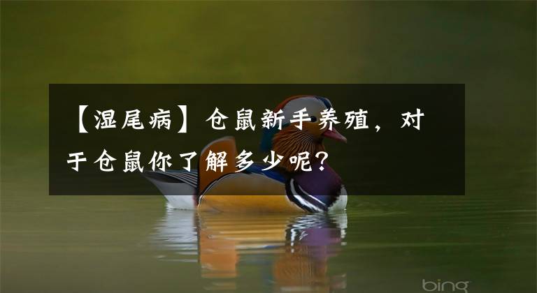 【湿尾病】仓鼠新手养殖，对于仓鼠你了解多少呢？
