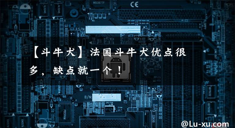【斗牛犬】法国斗牛犬优点很多，缺点就一个！