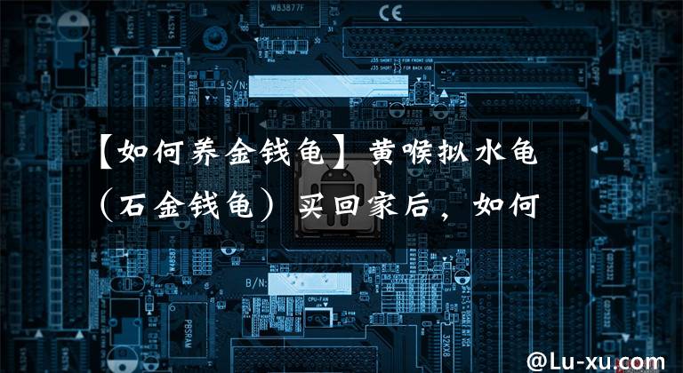 【如何养金钱龟】黄喉拟水龟（石金钱龟）买回家后，如何养殖？（针对散户养殖）