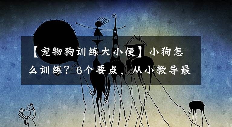 【宠物狗训练大小便】小狗怎么训练？6个要点，从小教导最简单