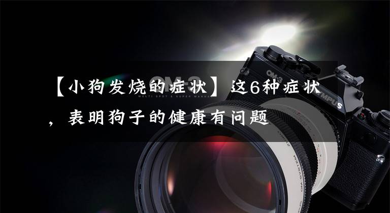 【小狗发烧的症状】这6种症状，表明狗子的健康有问题