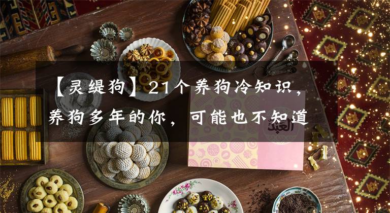 【灵缇狗】21个养狗冷知识，养狗多年的你，可能也不知道