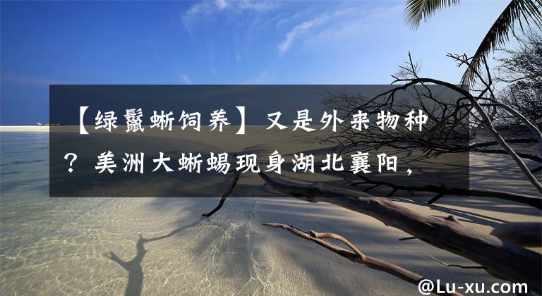 【绿鬣蜥饲养】又是外来物种？美洲大蜥蜴现身湖北襄阳，外表凶猛，内心软弱