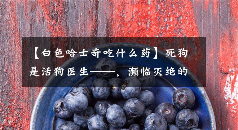【白色哈士奇吃什么药】死狗是活狗医生——，濒临灭绝的小哈士奇(包括治疗方法)
