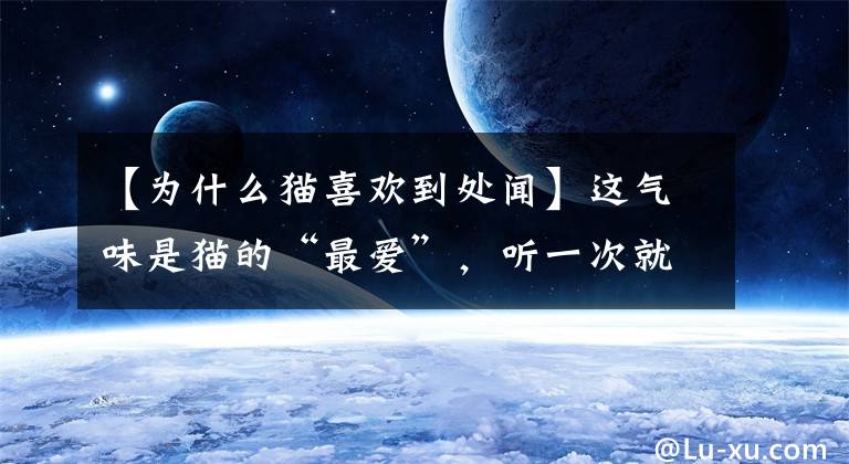 【为什么猫喜欢到处闻】这气味是猫的“最爱”，听一次就会上瘾