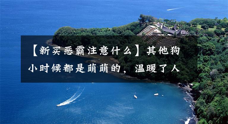 【新买恶霸注意什么】其他狗小时候都是萌萌的，温暖了人心，你再看看小霸王的小时候吧。