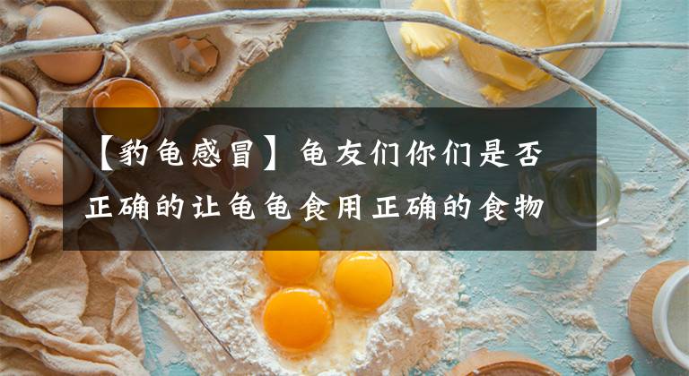 【豹龟感冒】龟友们你们是否正确的让龟龟食用正确的食物？
