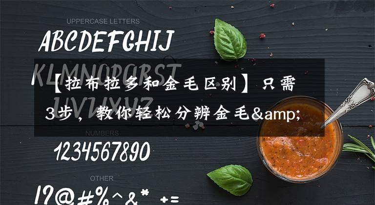 【拉布拉多和金毛区别】只需3步，教你轻松分辨金毛&拉布拉多|一梦谈狗