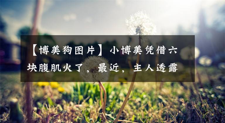 【博美狗图片】小博美凭借六块腹肌火了，最近，主人透露了它的“锻炼秘诀”…