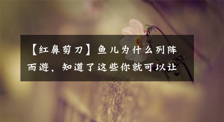 【红鼻剪刀】鱼儿为什么列阵而游，知道了这些你就可以让红鼻剪刀鱼更好的群游