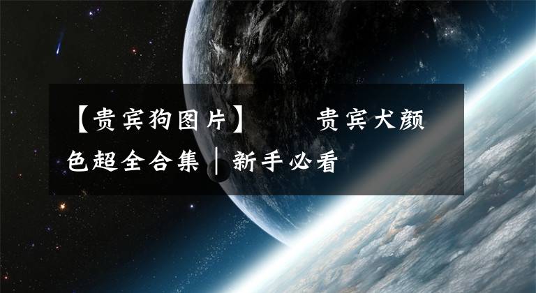 【贵宾狗图片】㊙️贵宾犬颜色超全合集｜新手必看