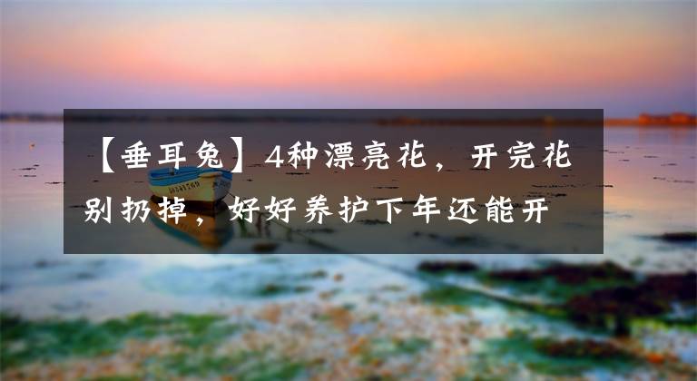 【垂耳兔】4种漂亮花，开完花别扔掉，好好养护下年还能开