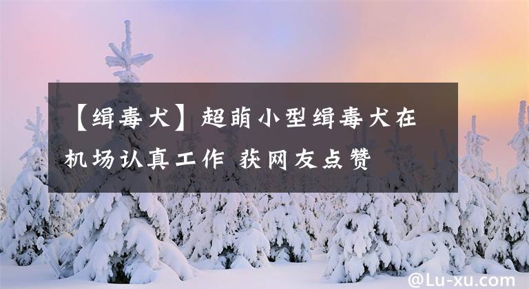 【缉毒犬】超萌小型缉毒犬在机场认真工作 获网友点赞
