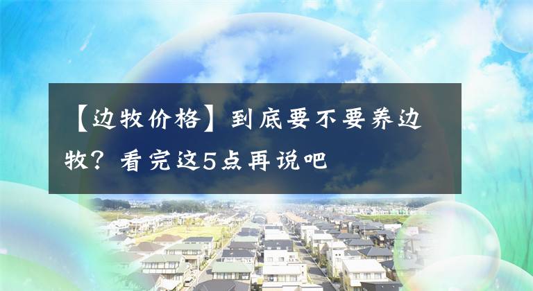 【边牧价格】到底要不要养边牧？看完这5点再说吧