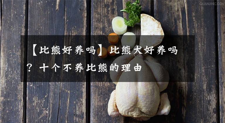 【比熊好养吗】比熊犬好养吗？十个不养比熊的理由