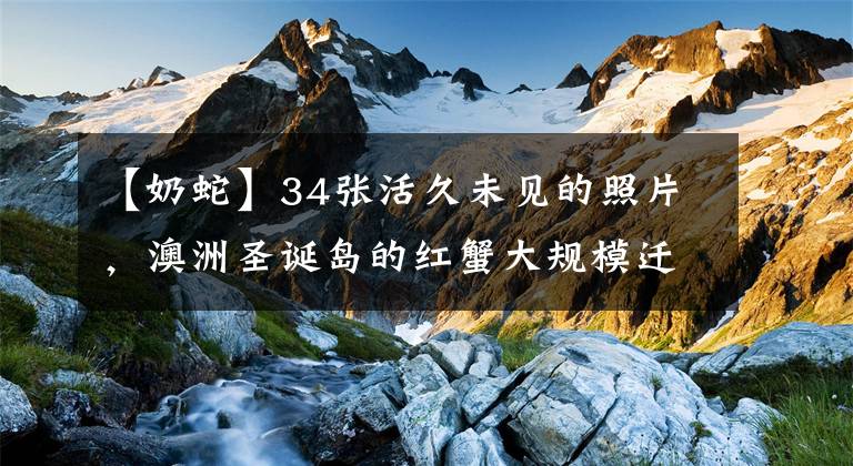 【奶蛇】34张活久未见的照片，澳洲圣诞岛的红蟹大规模迁徙，引人注目