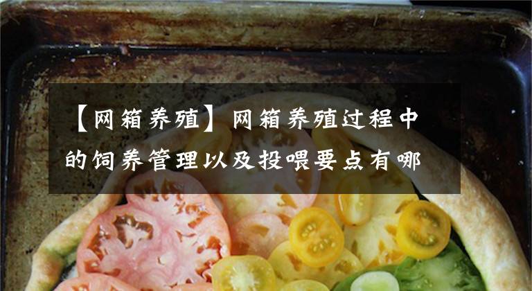 【网箱养殖】网箱养殖过程中的饲养管理以及投喂要点有哪些？