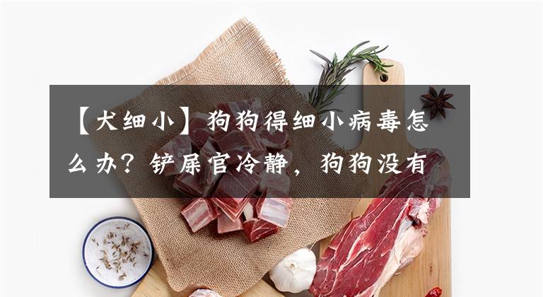【犬细小】狗狗得细小病毒怎么办？铲屎官冷静，狗狗没有被判死刑