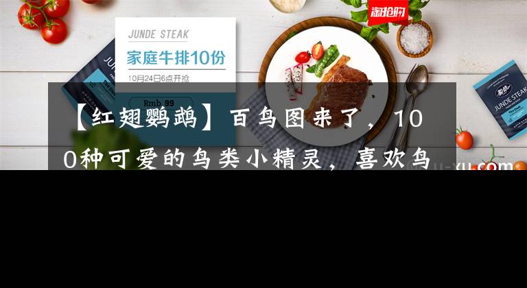 【红翅鹦鹉】百鸟图来了，100种可爱的鸟类小精灵，喜欢鸟儿的朋友欢迎来看