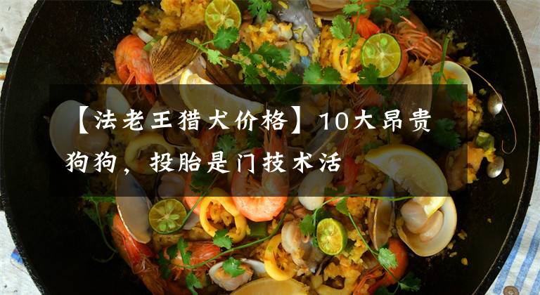 【法老王猎犬价格】10大昂贵狗狗，投胎是门技术活