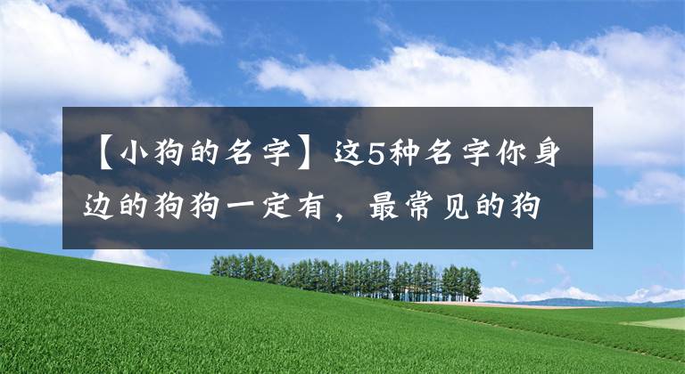 【小狗的名字】这5种名字你身边的狗狗一定有，最常见的狗狗名字，你家狗狗是吗