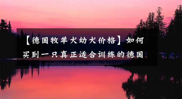 【德国牧羊犬幼犬价格】如何买到一只真正适合训练的德国牧羊犬