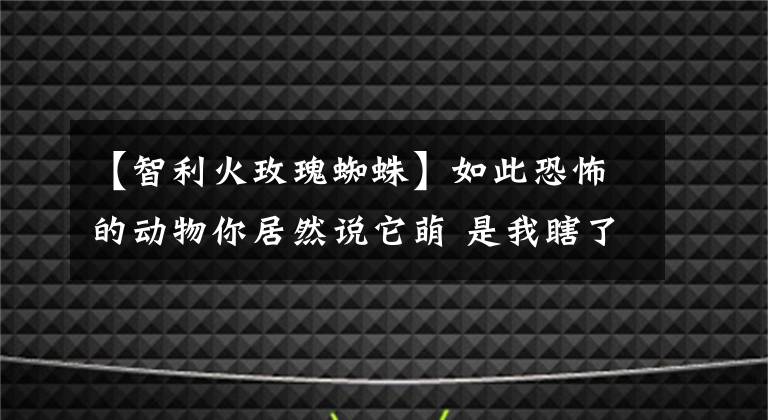 【智利火玫瑰蜘蛛】如此恐怖的动物你居然说它萌 是我瞎了吗