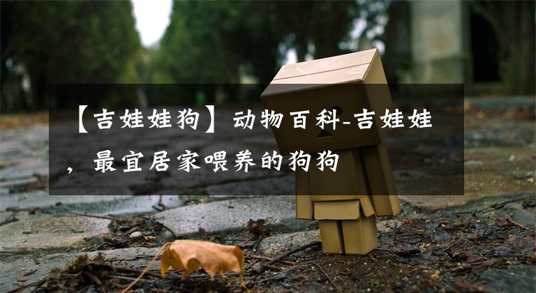 【吉娃娃狗】动物百科-吉娃娃，最宜居家喂养的狗狗