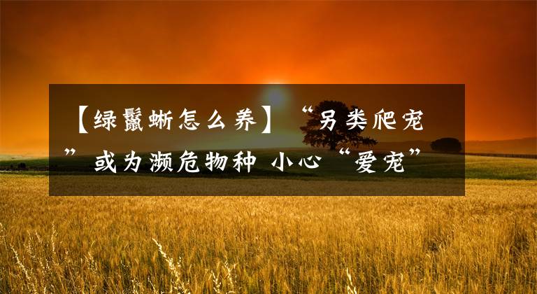【绿鬣蜥怎么养】“另类爬宠”或为濒危物种 小心“爱宠”变“害宠”遭牢狱之灾