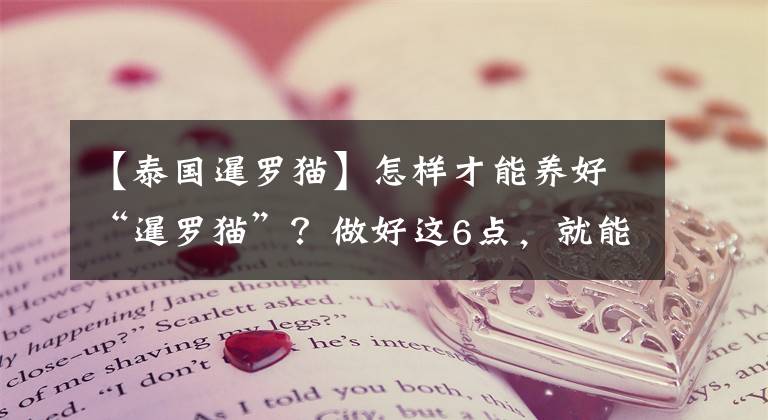 【泰国暹罗猫】怎样才能养好“暹罗猫”？做好这6点，就能拥有帅气的贵族猫