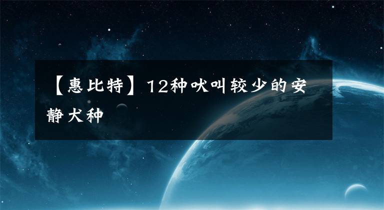 【惠比特】12种吠叫较少的安静犬种