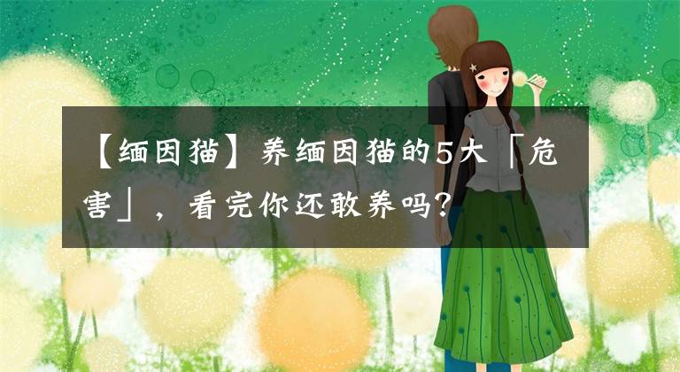 【缅因猫】养缅因猫的5大「危害」，看完你还敢养吗？