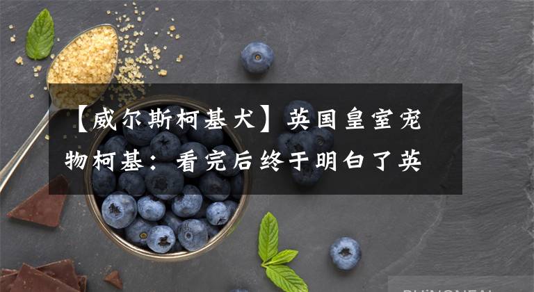 【威尔斯柯基犬】英国皇室宠物柯基：看完后终于明白了英国女王为何独宠柯基