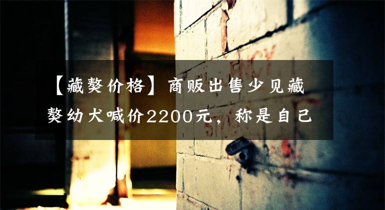 【藏獒价格】商贩出售少见藏獒幼犬喊价2200元，称是自己培育的藏獒！