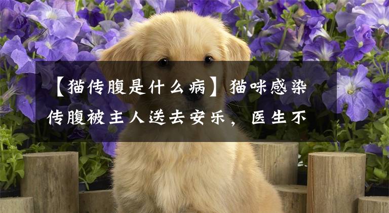 【猫传腹是什么病】猫咪感染传腹被主人送去安乐，医生不忍下手：才2个月大的猫啊