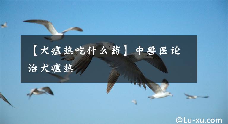 【犬瘟热吃什么药】中兽医论治犬瘟热