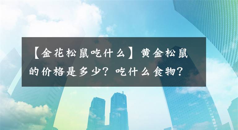 【金花松鼠吃什么】黄金松鼠的价格是多少？吃什么食物？表格要注意什么？
