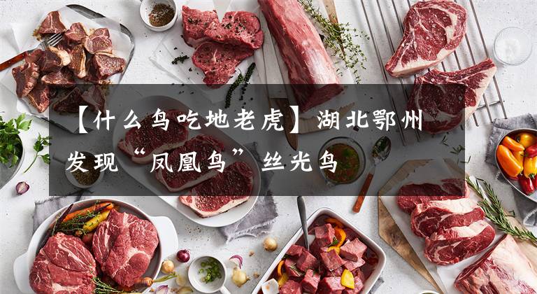 【什么鸟吃地老虎】湖北鄂州发现“凤凰鸟”丝光鸟