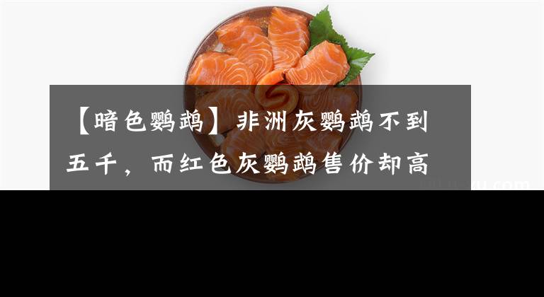 【暗色鹦鹉】非洲灰鹦鹉不到五千，而红色灰鹦鹉售价却高达几十万，仅羽毛不同