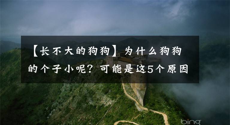 【长不大的狗狗】为什么狗狗的个子小呢？可能是这5个原因造成的，宠主要重视