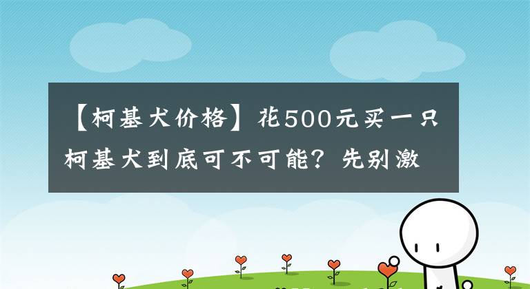 【柯基犬价格】花500元买一只柯基犬到底可不可能？先别激动，要排除这几种情况