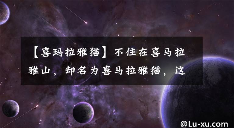 【喜玛拉雅猫】不住在喜马拉雅山，却名为喜马拉雅猫，这样的猫咪竟如此惹人喜爱
