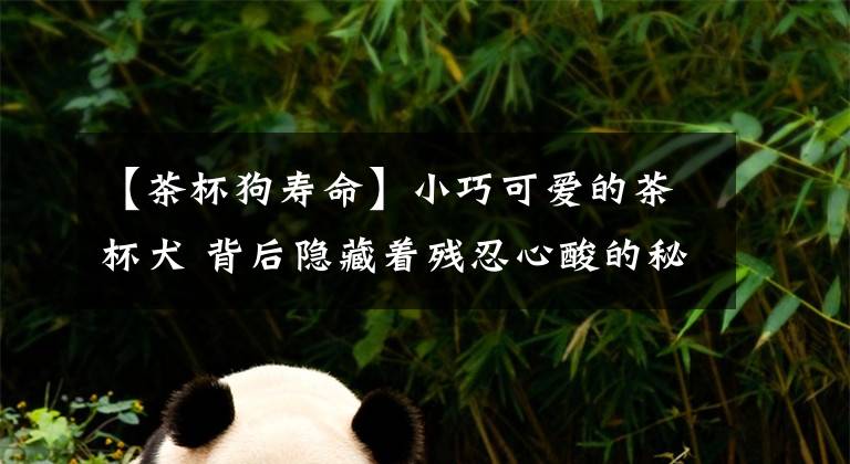 【茶杯狗寿命】小巧可爱的茶杯犬 背后隐藏着残忍心酸的秘密
