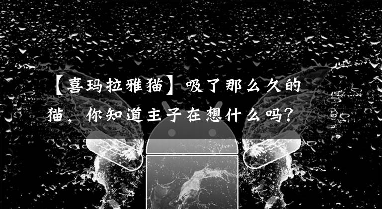 【喜玛拉雅猫】吸了那么久的猫，你知道主子在想什么吗？