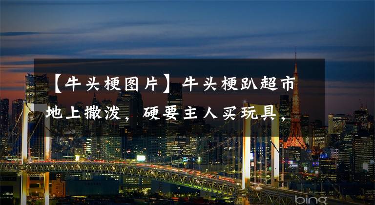 【牛头梗图片】牛头梗趴超市地上撒泼，硬要主人买玩具，不买不走主人超尴尬！