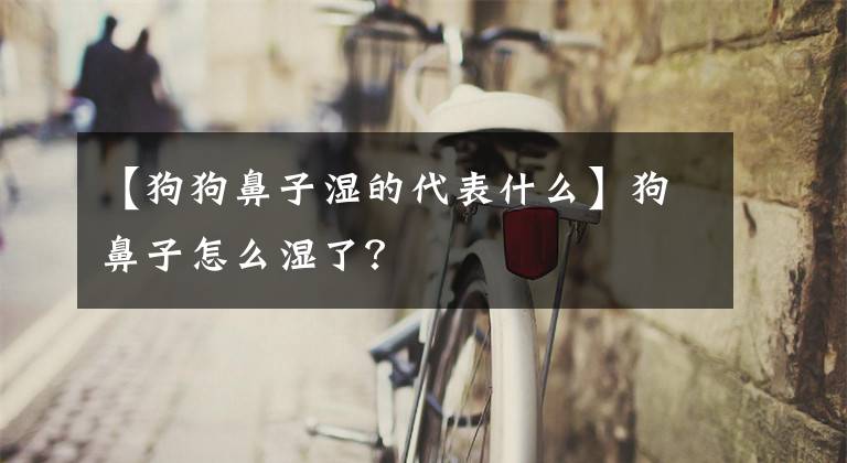 【狗狗鼻子湿的代表什么】狗鼻子怎么湿了？
