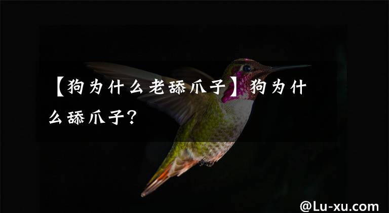 【狗为什么老舔爪子】狗为什么舔爪子？